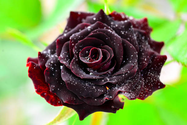 what is stella rosa black guide