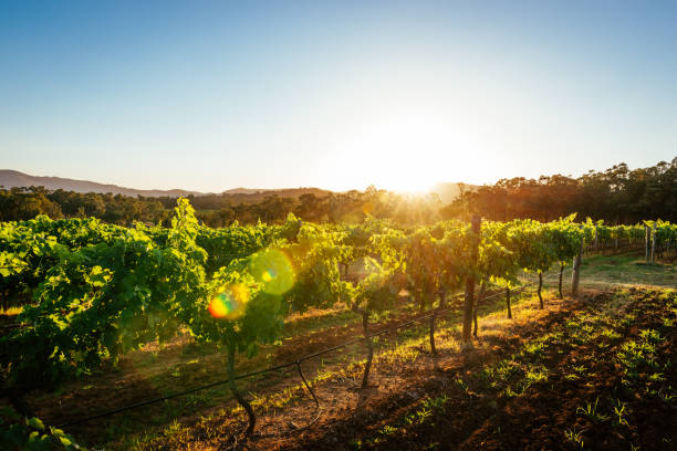 what is sustainable wine guide