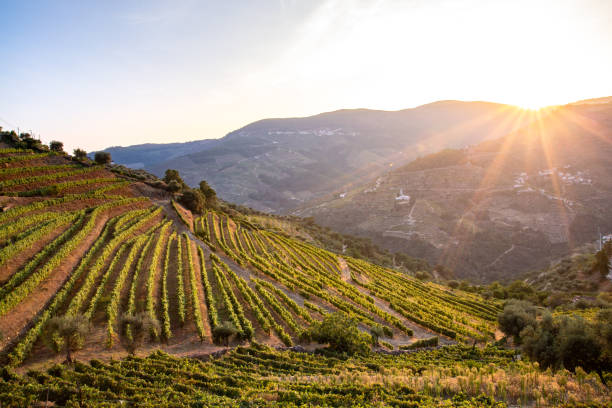 what is tawny porto guide