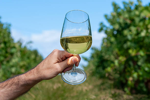 what is vermentino guide