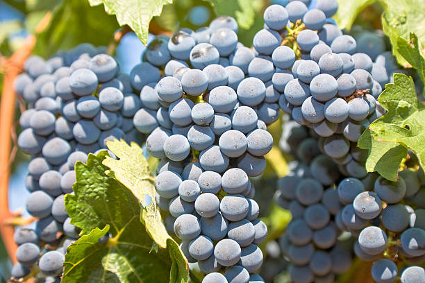 what pairs with malbec guide
