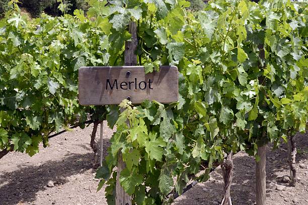 what pairs with merlot illustration