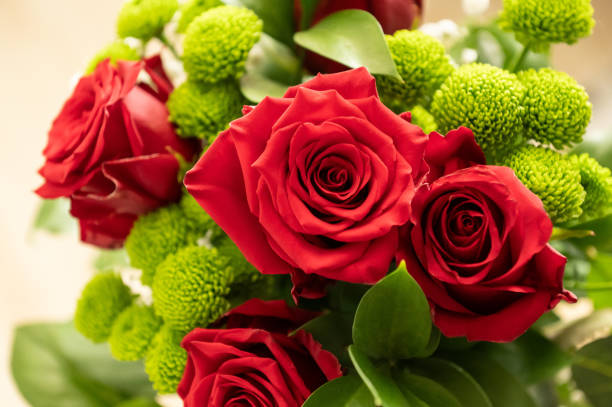 what pairs with rose illustration
