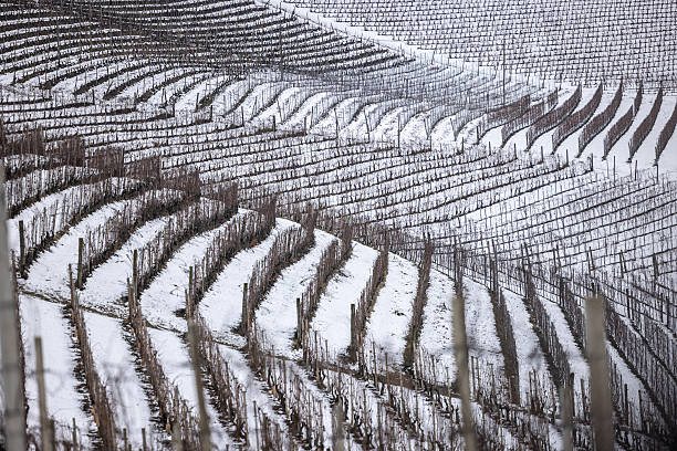 best temperature for wine illustration