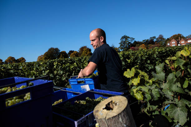 how long do boxed wines last illustration