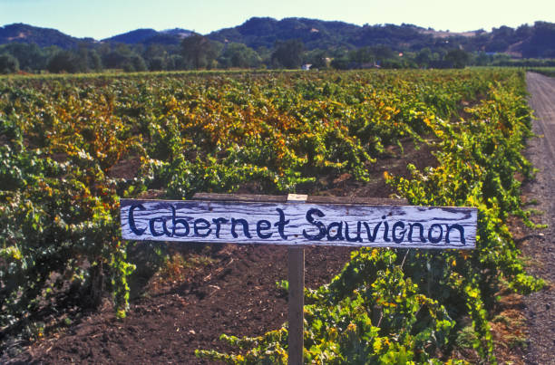 how long does a cabernet sauvignon last illustration