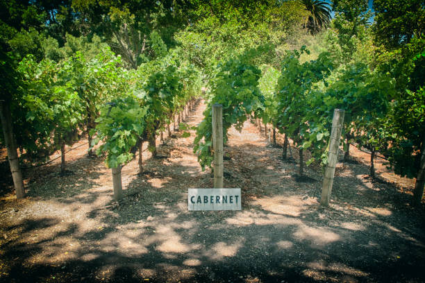 how long does a cabernet sauvignon last guide