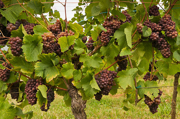 how long does pinot gris last illustration