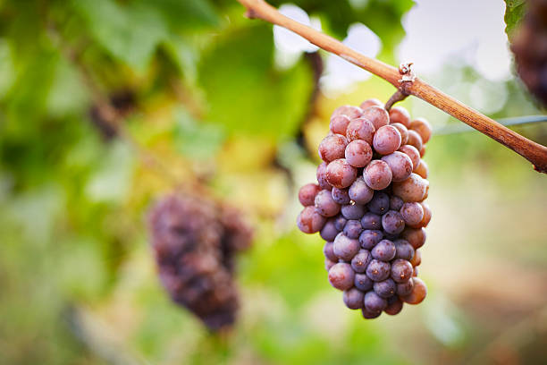 how long does pinot gris last guide