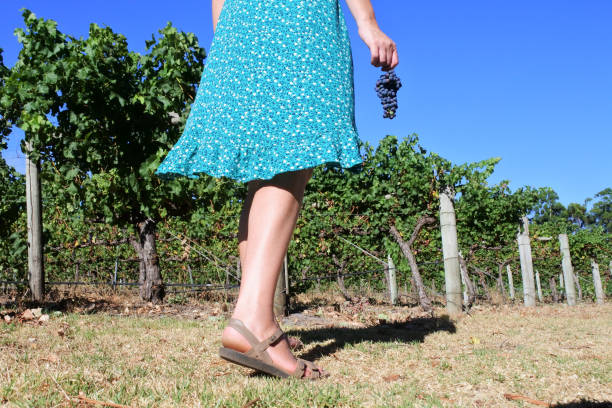 how long is barefoot wine good for unopened illustration