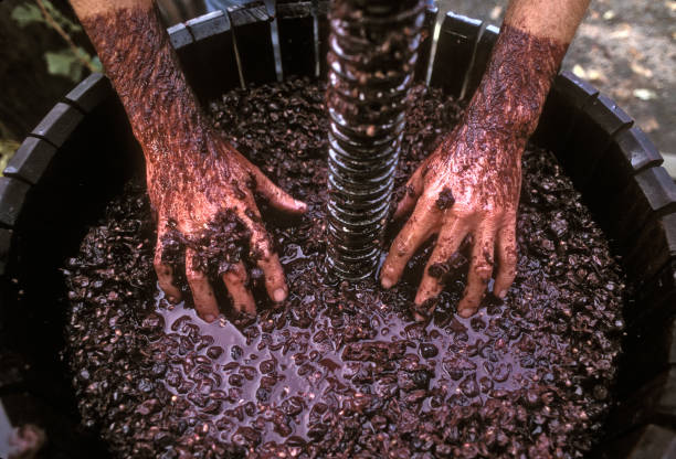 how to make wine from grapes at home guide