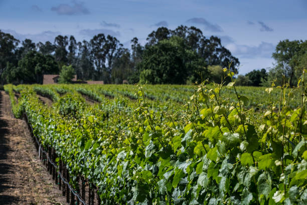 temperature for white wine cooler illustration