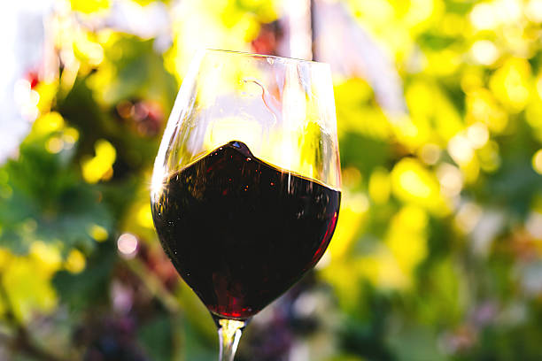 what are some dry red wines