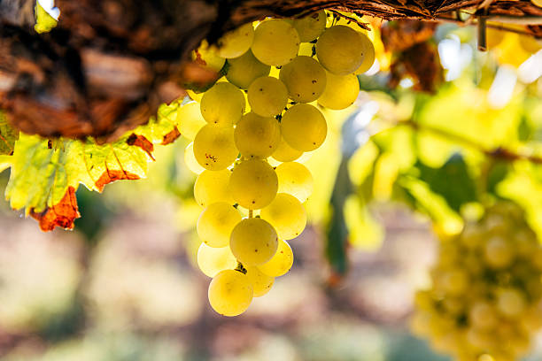 what are some sweet white wines guide