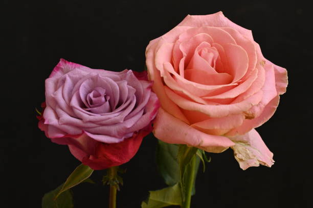 what does rose pair with guide