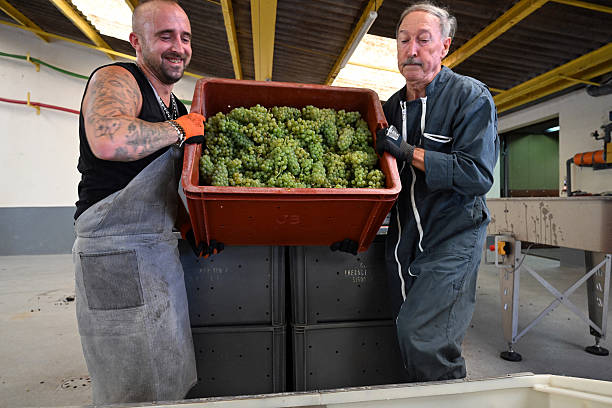 what food goes with chardonnay illustration