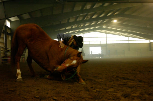 what is a brut illustration