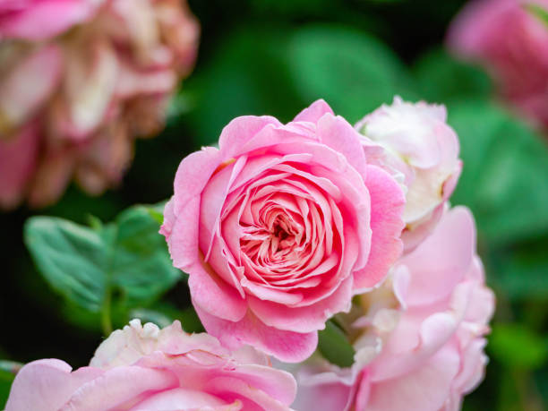 what is belaire rose illustration