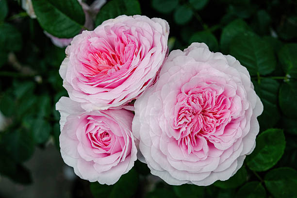 what is belaire rose