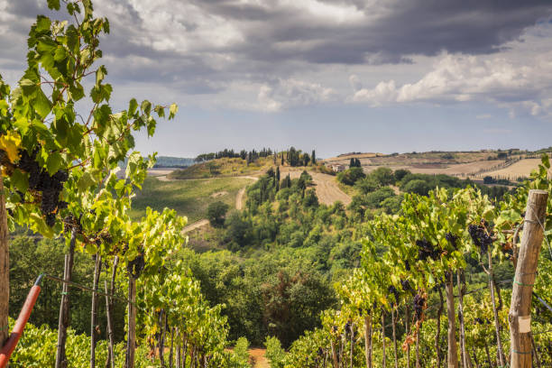 what is brunello di montalcino illustration