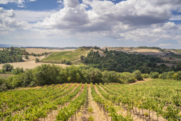 what is brunello di montalcino guide