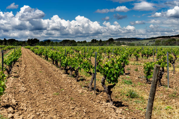 what is tempranillo guide