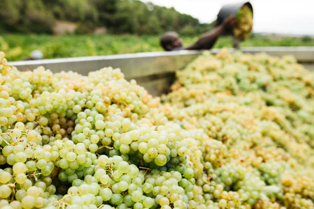 what wines are semi sweet guide