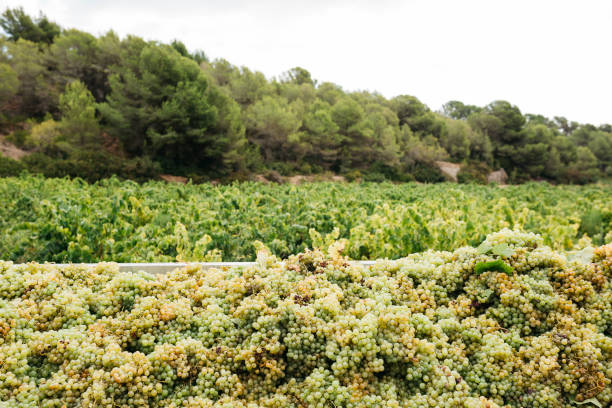 what wines are semi sweet