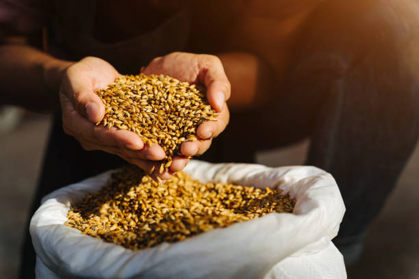 all grain brew in a bag guide