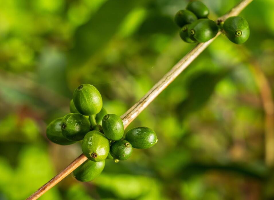 how long do green coffee beans stay fresh info 1